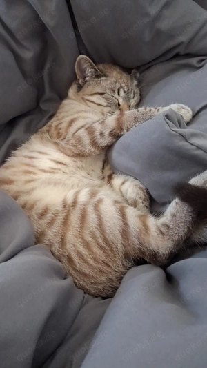 Nala sucht ein neues Zuhause 