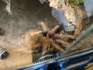 1.1 Theraphosa apophysis Vogelspinnen Paar