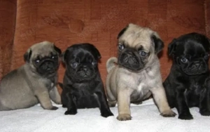 Wunderschöne  Mops welpen mit Papieren