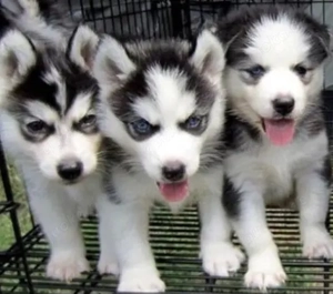 Reinrassige Siberian Husky Welpen Hunde  mit Blaue Augen