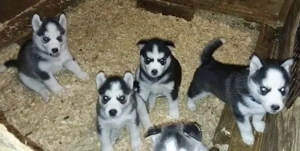 &&&& Siberian Husky Welpen mit blauen Augen &&&&