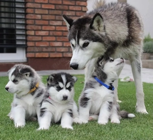 &&&& Siberian Husky Welpen mit blauen Augen &&&&