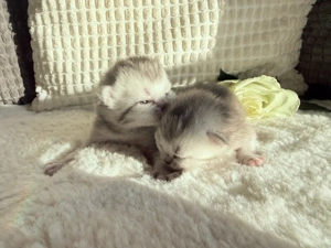 BKH Kitten black silver shaded 2 Mädchen 