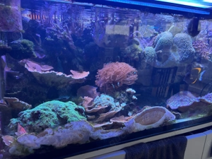 Kompletter Inhalt 600L Meerwasser   Korallen   Tiere   Fische