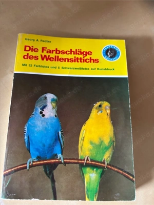 Wellensittich Farbschläge