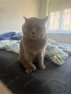 brittisch Kurzhaar Kater