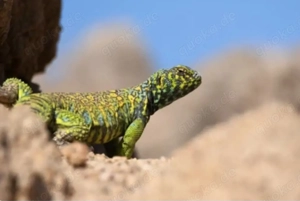 SUCHE Uromastyx!