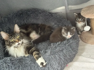 Maine Coon Katzenbabys