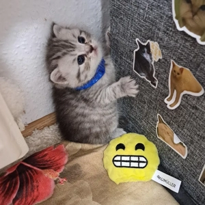 Bkh reinrassige kurzhaar 