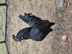 3 Ayam Cemani Hähne Reinrassig abzugeben 