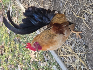 Kleiner Serama Hahn Europäische Rasse 