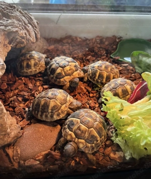 Griechische Landschildkröten 