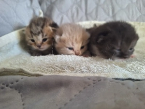 3 kleine BKH Babys