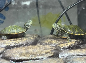 Wasserschildkröte abzugeben 