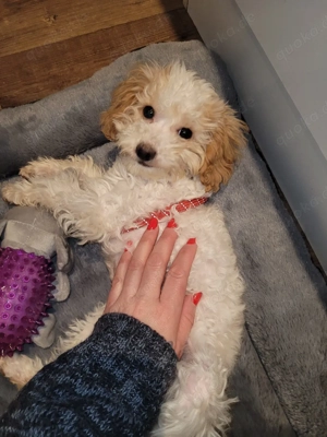 Maltipoo sucht neue zuhause 