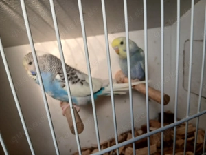 Wellensittich Paar jung 