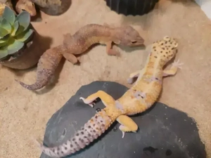 Leopardgecko, männlich, 5 Jahre alt 