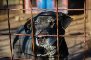 *YURI* - der Rüde hat sich noch nicht so richtig gefunden. 
