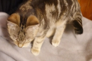 Wunderschöne Kätzchen  BKH Abstammung  Kitten