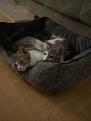 Wir verkaufen unsere 2 Kater 