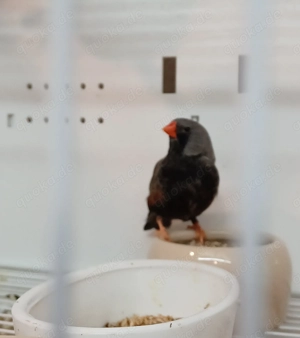 Zebrafinken Charcoal und spalt Charcoal