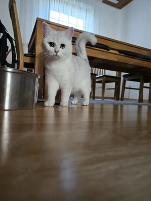BKH Britische Kurzhaar Katze