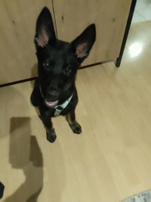 Deutsches schäferhund Mädchen 