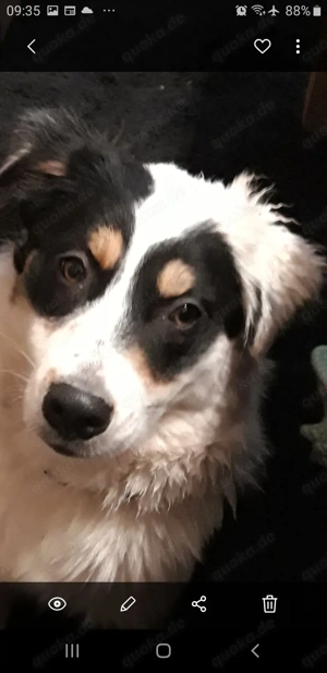 Australian Shepherd Welpen zu verkaufen 