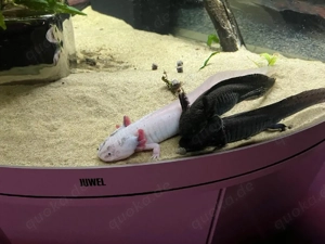 3 Axolotl Albino und dunkle 