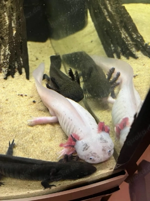 Juwel Eckaquarium mit weißem Unterschrank und Axolotl 