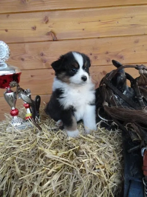 Aussie Hündin der Extraklasse,  aus seriöser Zucht!!