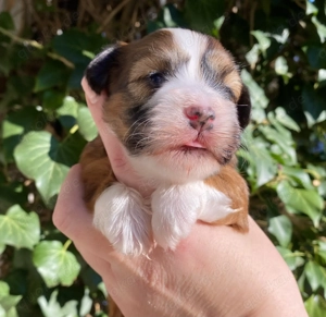 Havaneser Welpen mit Stammbaum  Abgabe Juni Bild 4