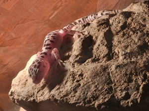Leopardgecko Vorbestellung 
