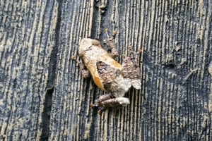 Theloderma asperum - Rauer Flechten Moosfrosch DNZ 2025 subadult - Tierversand  Abholung  möglich