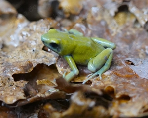 Dendrobates auratus - Goldbaumsteiger " El Oro " mittelgroße NZén  Tierversand oder Abholung möglich