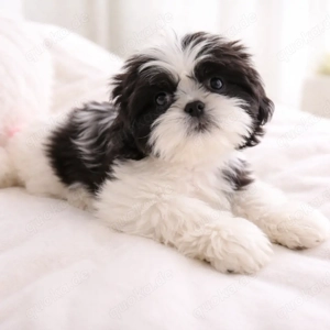 Exklusive Shih Tzu Welpen mit FCI-Ahnentafel   liebevoll in Familie aufgezogen