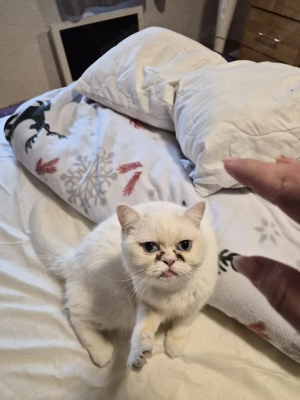  Hauskatze  2 Jahre alt 