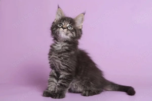 Maine-Coon-Kätzchen suchen ein neues Zuhause...