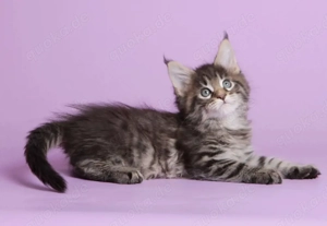 ..14 Wochen alte Maine-Coon-Kätzchen Bild 5