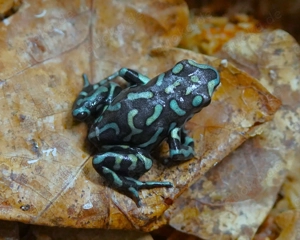 Dendrobates auratus - Goldbaumsteiger " Taboga - reticulated "  DNZ - Tierversand oder Abholung