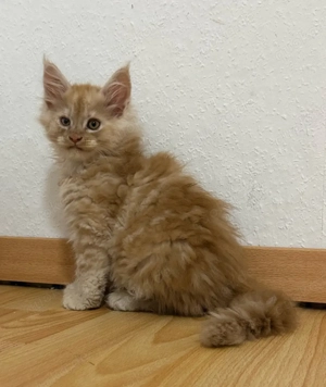 Maine Coon Kitten