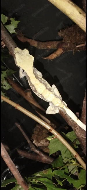 Kronengecko zu verschenken