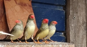 Binsenastrild Binsenastrilde Binsenfink