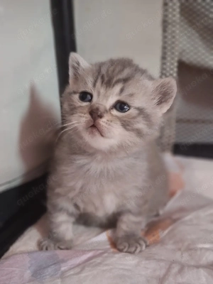 Wunderschöne BKH-Kitten suchen ein liebevolles Zuhause ab dem 28.4.26