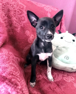 Chihuahua Pinscher Mix Frodo sucht ein Zuhause 