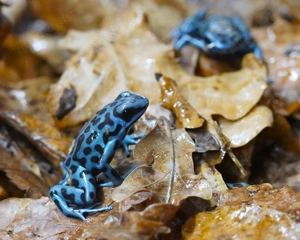 Dendrobates auratus - Goldbaumsteiger " La Coca " DNZ - Tierversand oder Abholung 