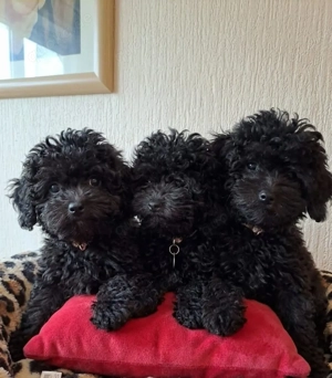 Zuckersüße toypudelwelpen