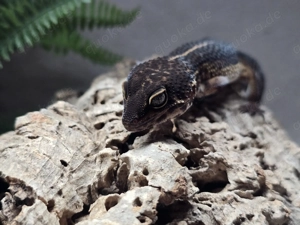 Leopardgecko - Black Night - 0.1