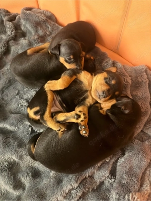 Zwergpinscher welpen