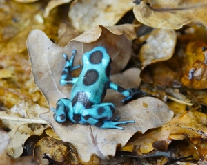 Dendrobates auratus - Goldbaumsteiger "microspot" DNZ - Tierversand oder Abholung